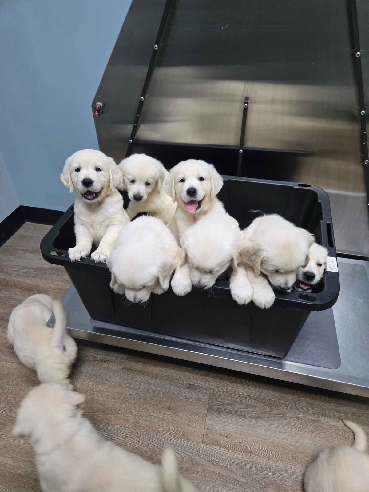 Golden Retriever Puppies breeder image 5