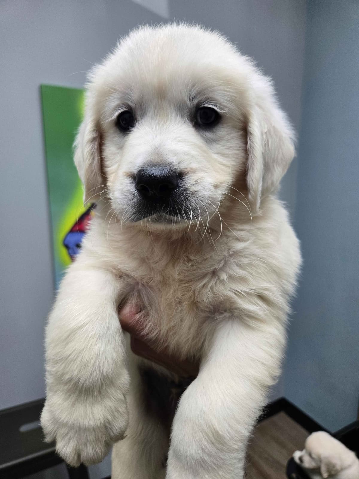 Golden Retriever Puppies breeder image 8