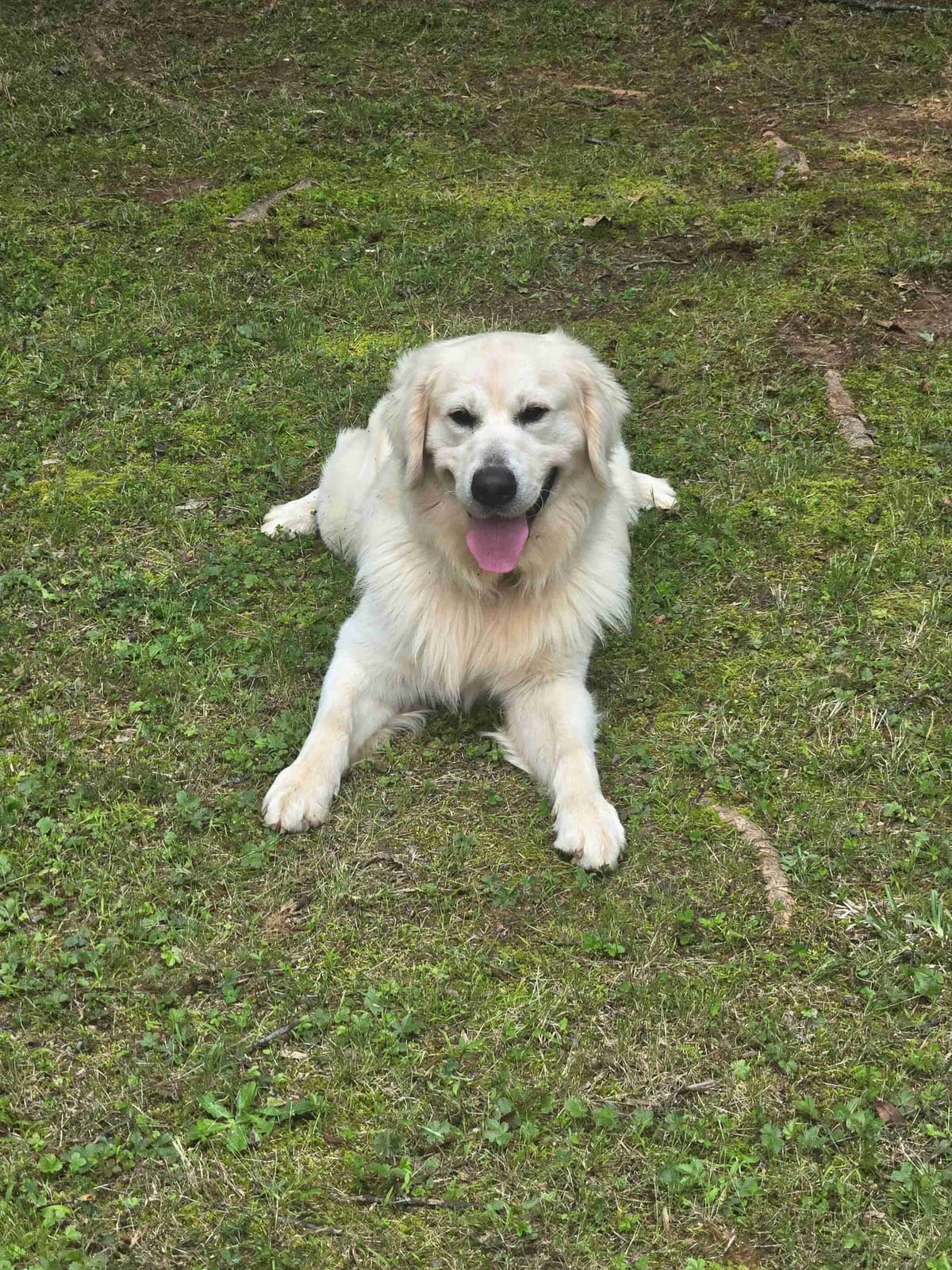 Golden Retriever Puppies breeder image 9