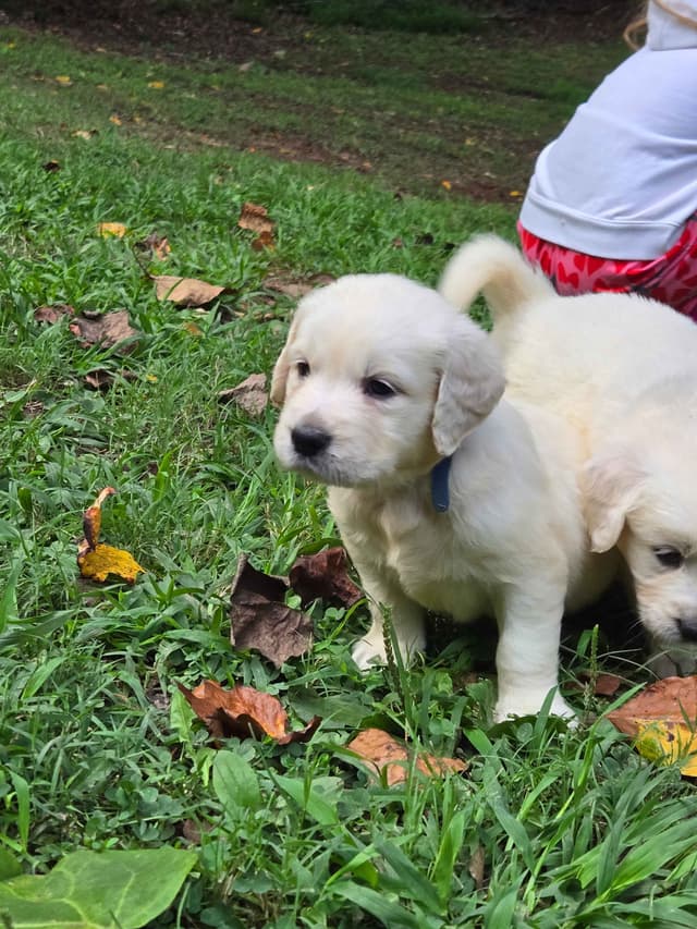 Golden Retriever Puppies media 2