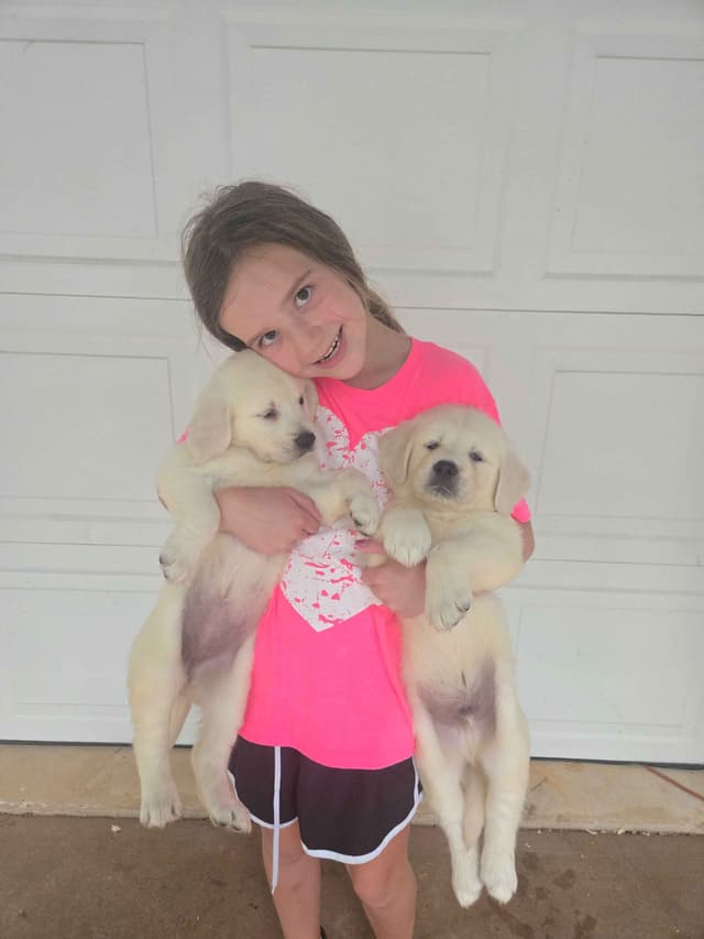 Golden Retriever Puppies media 3