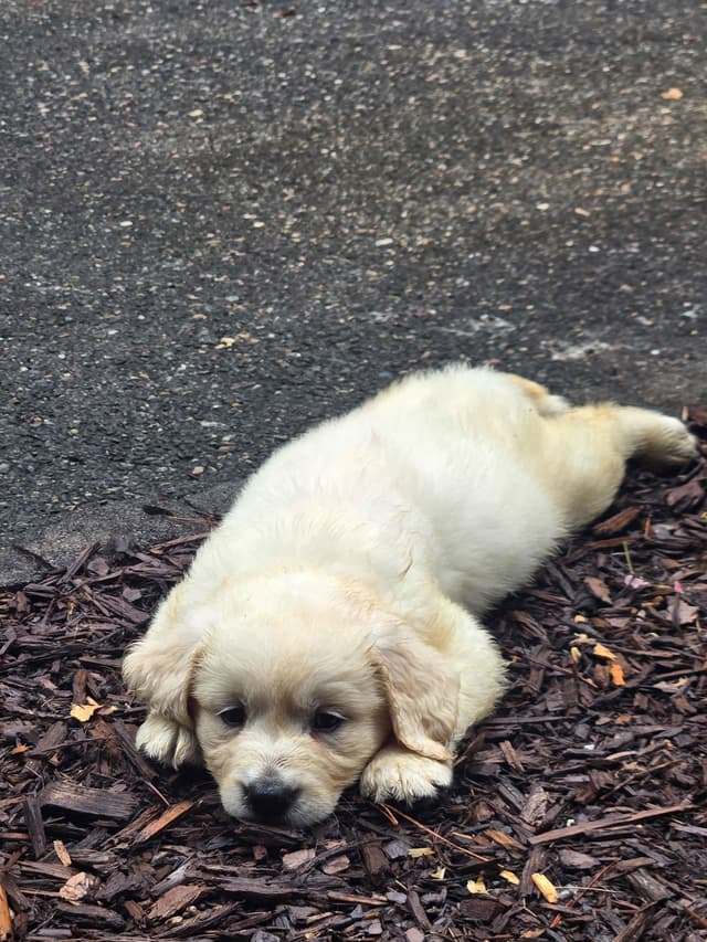 Golden Retriever Puppies media 4