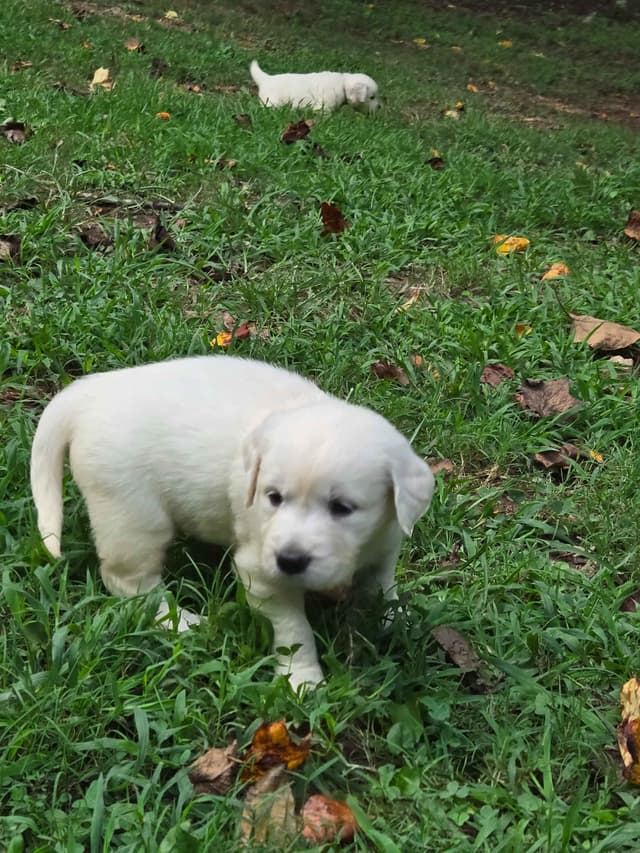 Golden Retriever Puppies media 6