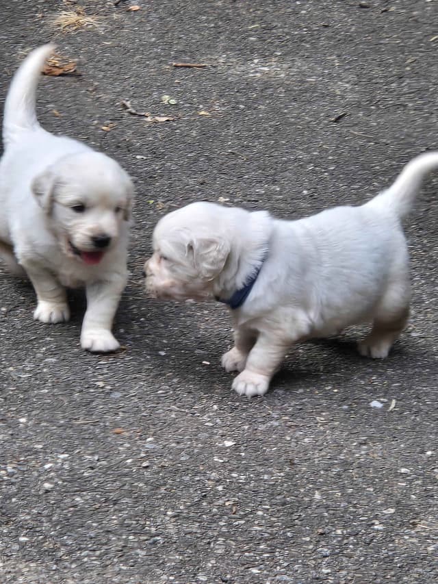 Golden Retriever Puppies media 7