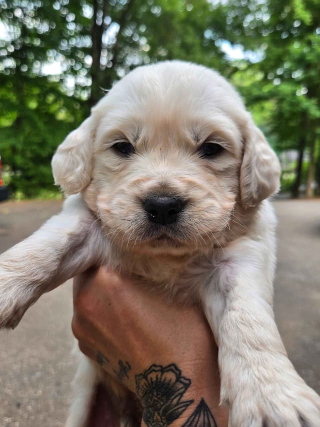 Golden Retriever Puppies media 8