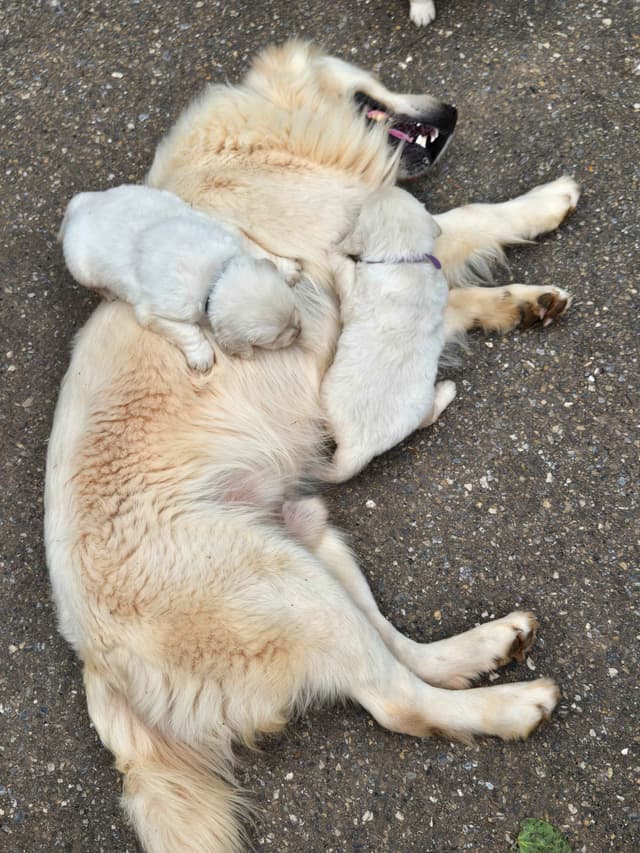 Golden Retriever Puppies media 9