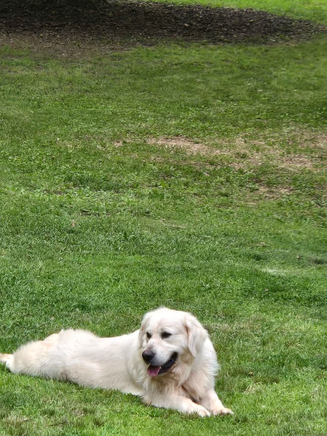 Golden Retriever Puppies media 12