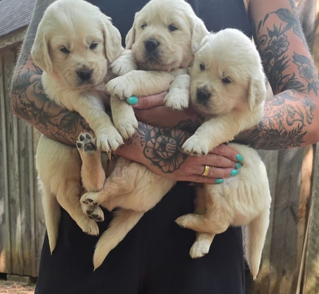 Golden Retriever Puppies media 13