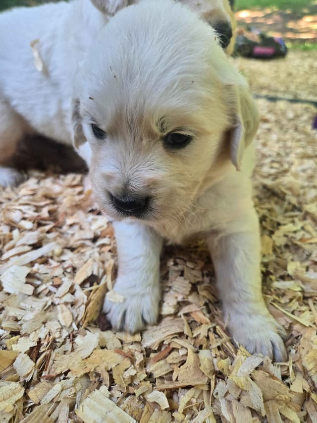 Golden Retriever Puppies media 14