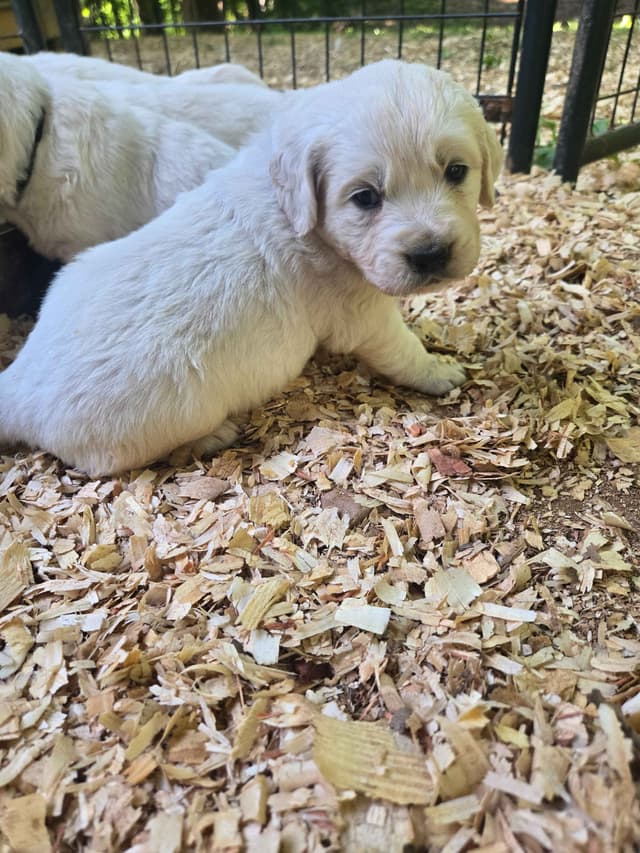 Golden Retriever Puppies media 15