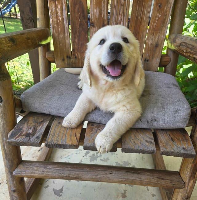 Golden Retriever Puppies media 16