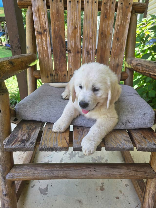 Golden Retriever Puppies media 17