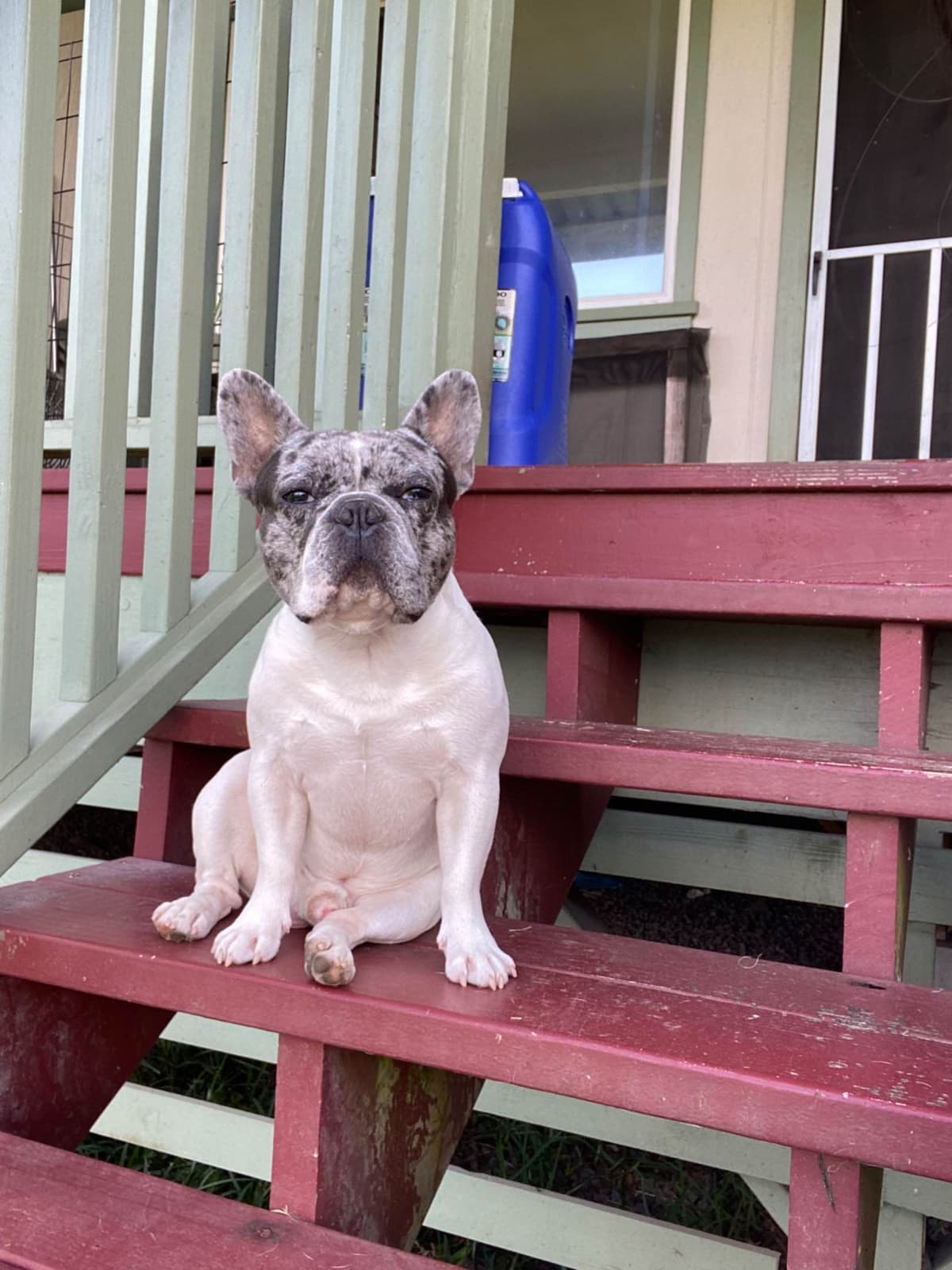 French Bulldog Puppies breeder image 1