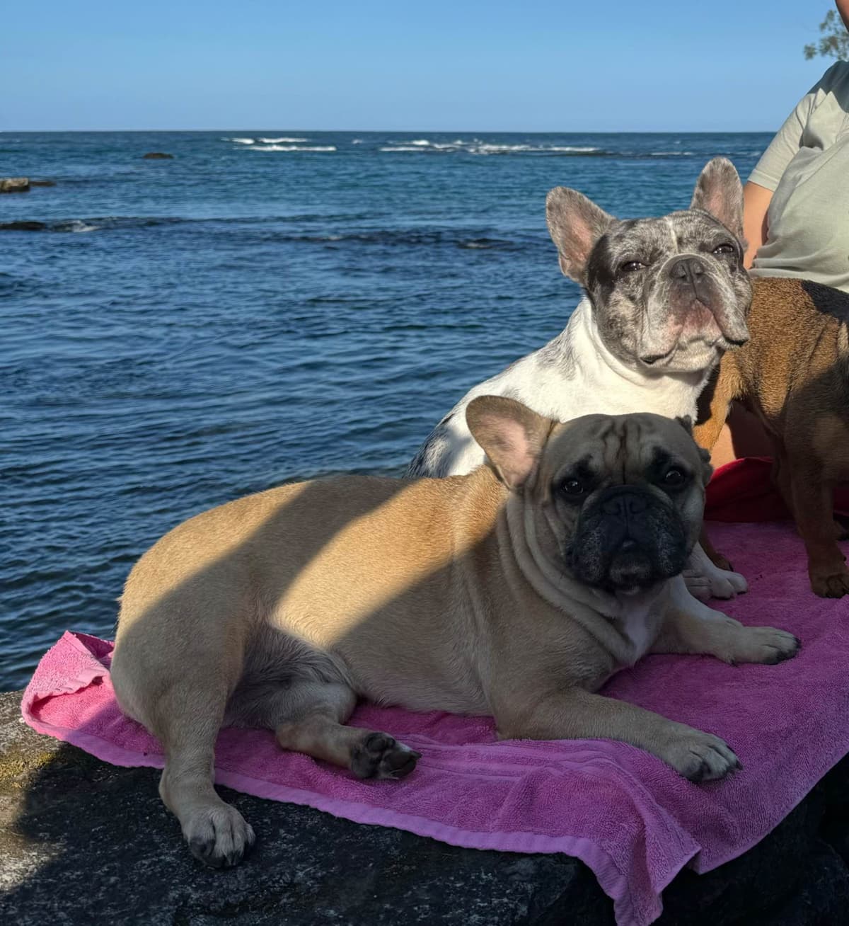 French Bulldog Puppies breeder image 2