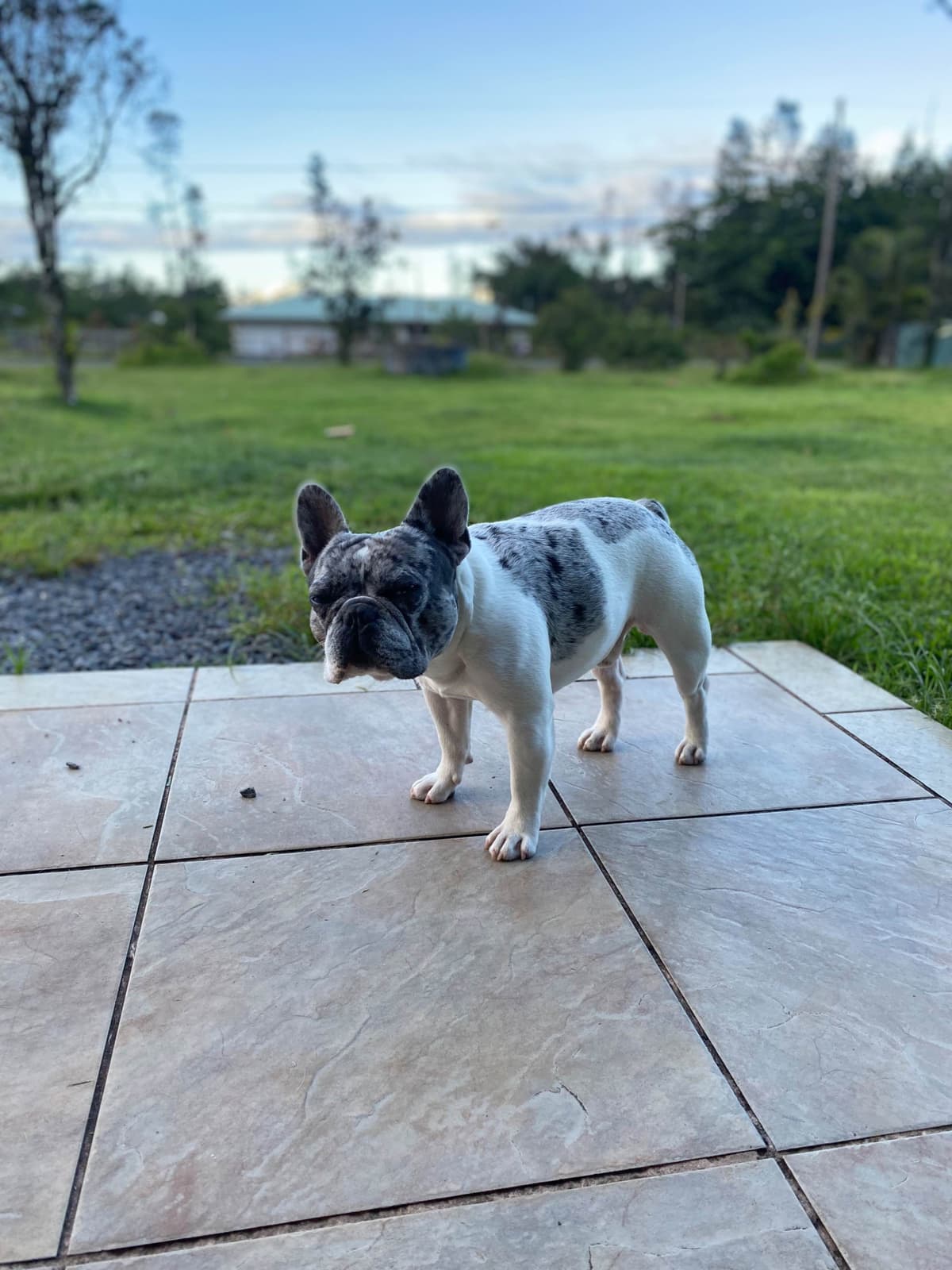French Bulldog Puppies breeder image 6