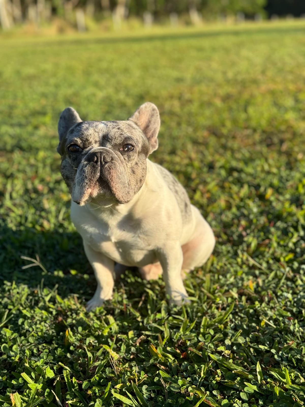 French Bulldog Puppies breeder image 7