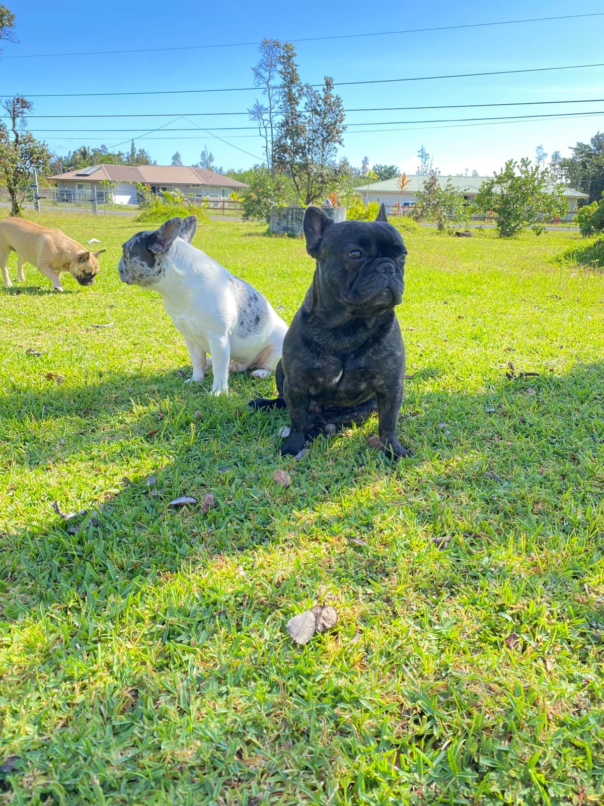 French Bulldog Puppies breeder image 9