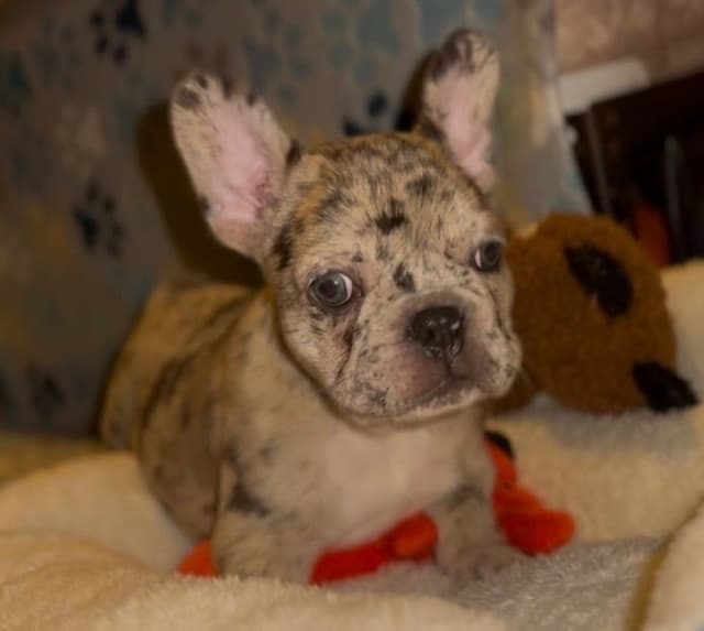 French Bulldog Puppies media 2