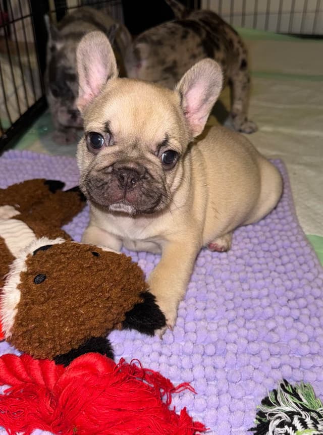 French Bulldog Puppies media 4