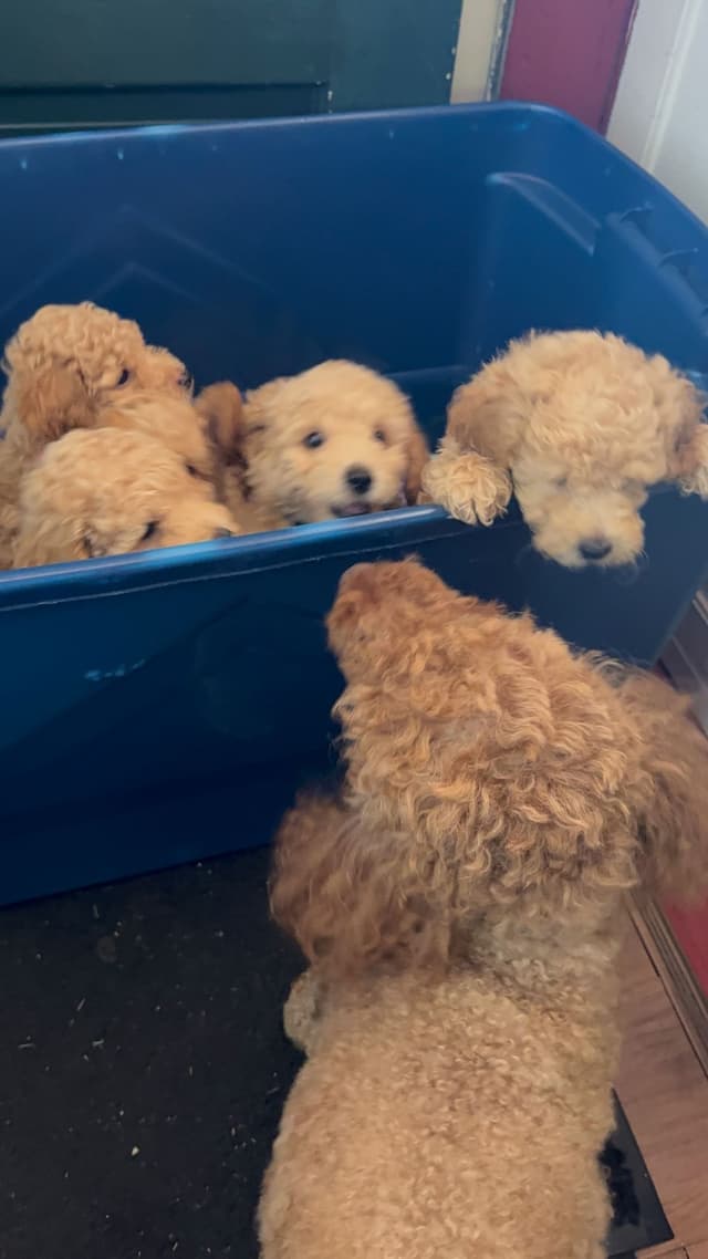 Miniature Poodle Puppies media 14