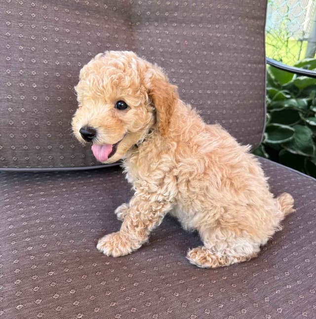 Miniature Poodle Puppies media 3