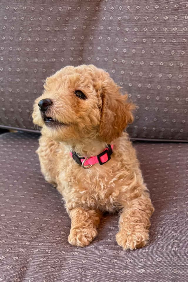Miniature Poodle Puppies media 4