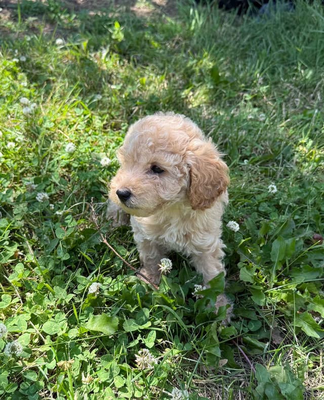 Miniature Poodle Puppies media 10