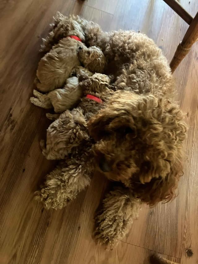 Miniature Poodle Puppies media 15