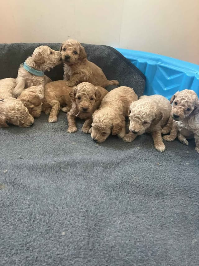Miniature Poodle Puppies media 16