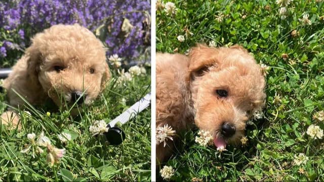 Miniature Poodle Puppies media 13