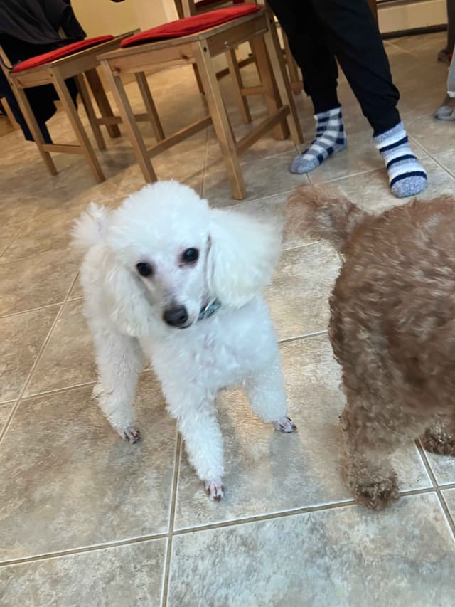 Miniature Poodle Puppies media 12