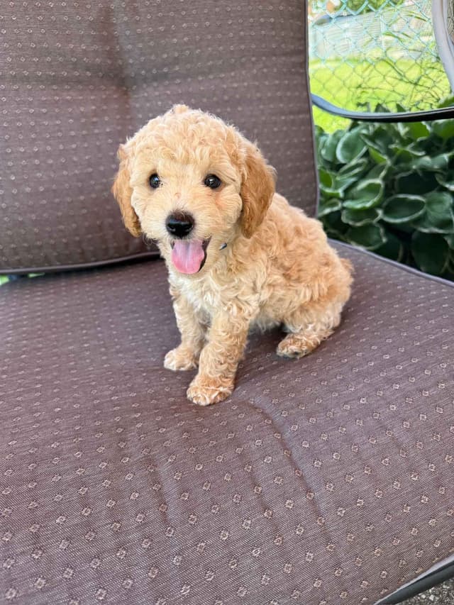 Miniature Poodle Puppies media 7