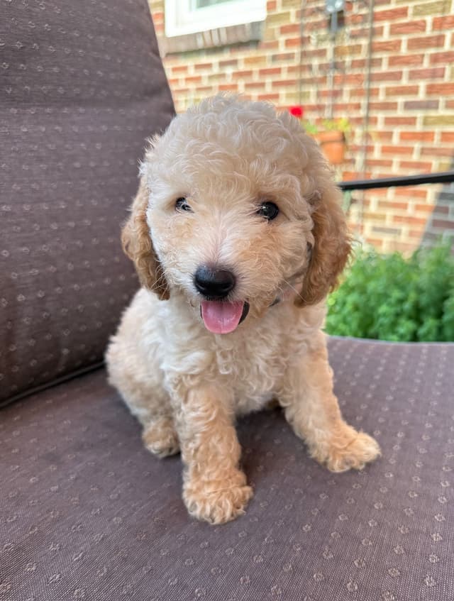 Miniature Poodle Puppies media 8
