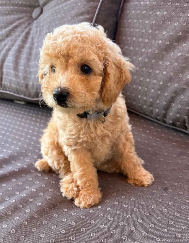 Miniature Poodle Puppies media 6