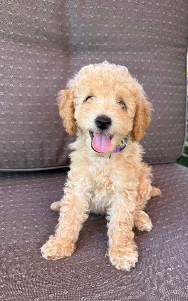 Miniature Poodle Puppies media 5