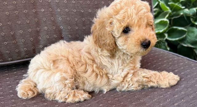 Miniature Poodle Puppies media 9