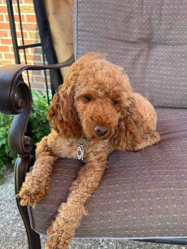 Miniature Poodle Puppies media 11