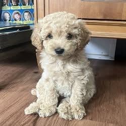 Miniature Poodle Puppies breeder image 1
