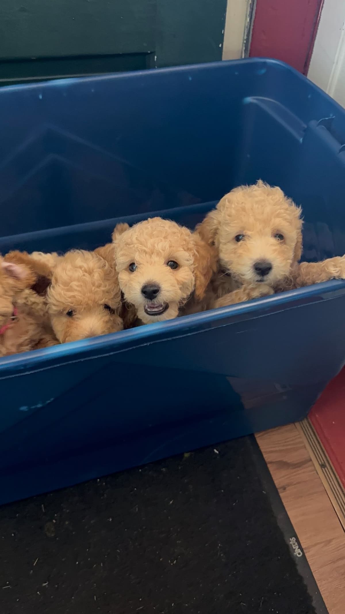 Miniature Poodle Puppies breeder image 3