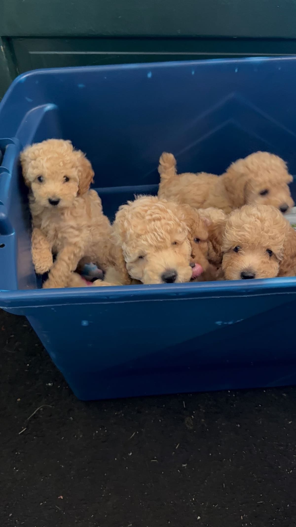 Miniature Poodle Puppies breeder image 5