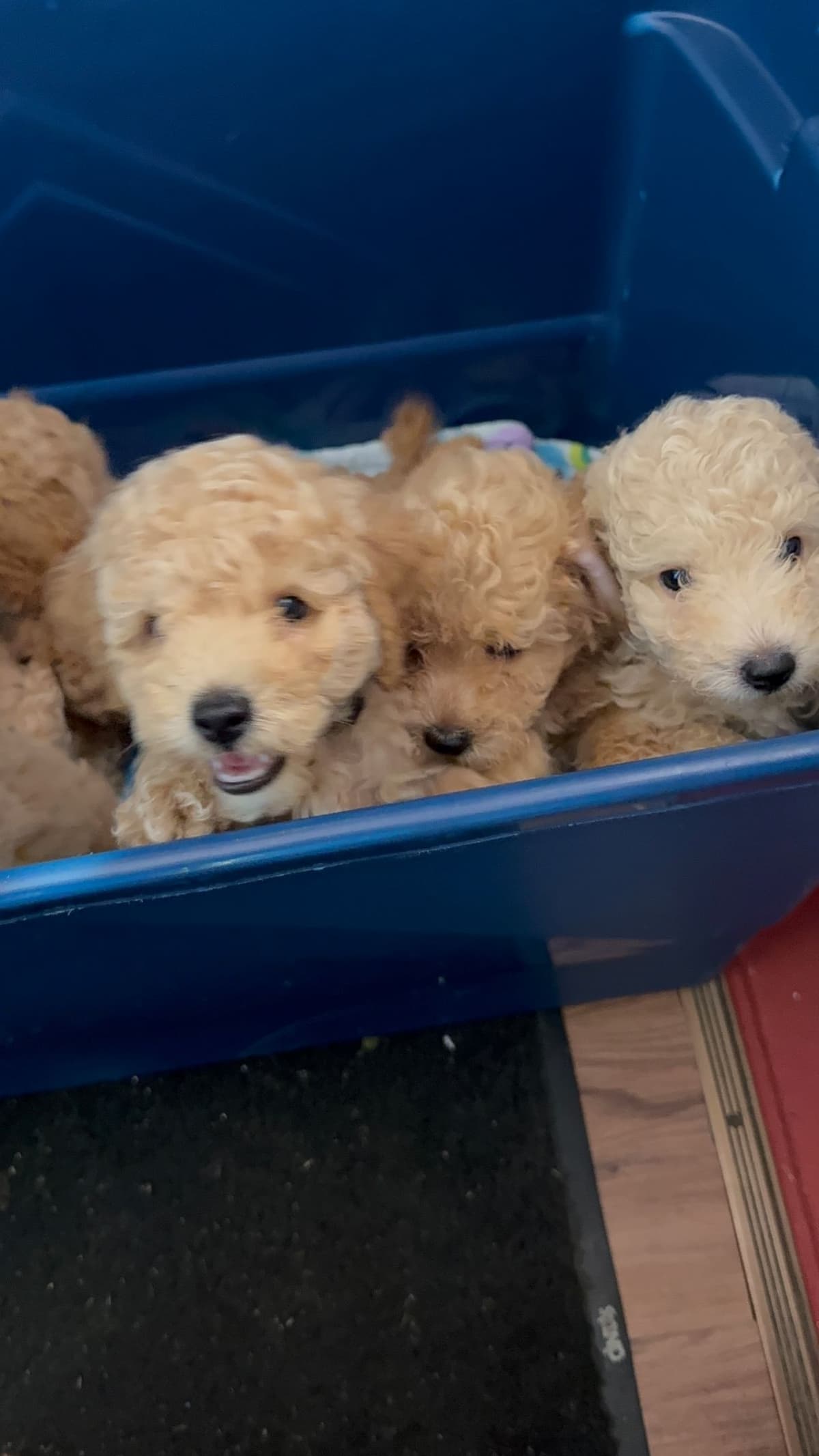 Miniature Poodle Puppies breeder image 2