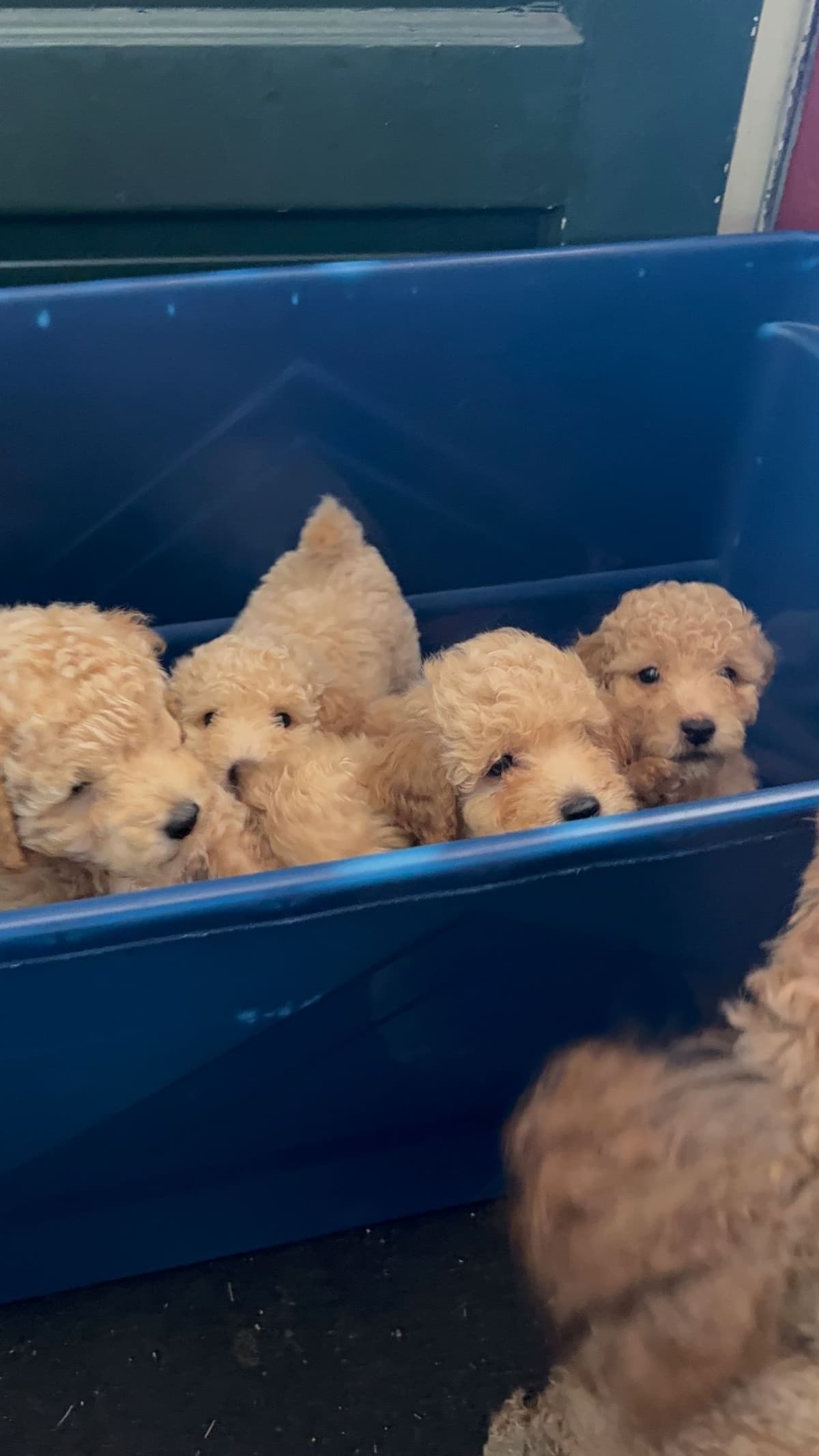 Miniature Poodle Puppies breeder image 4
