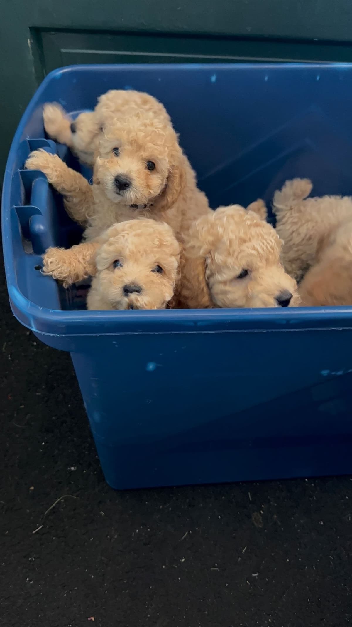 Miniature Poodle Puppies breeder image 6