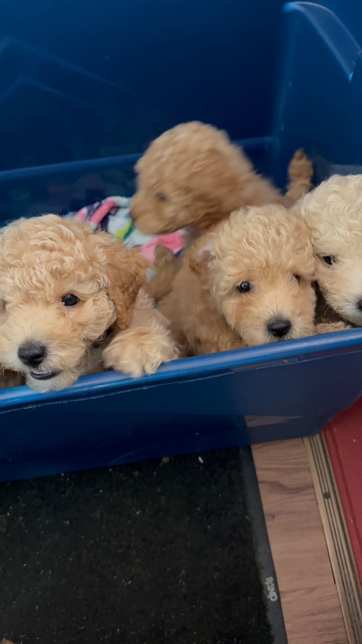 Miniature Poodle Puppies breeder image 9