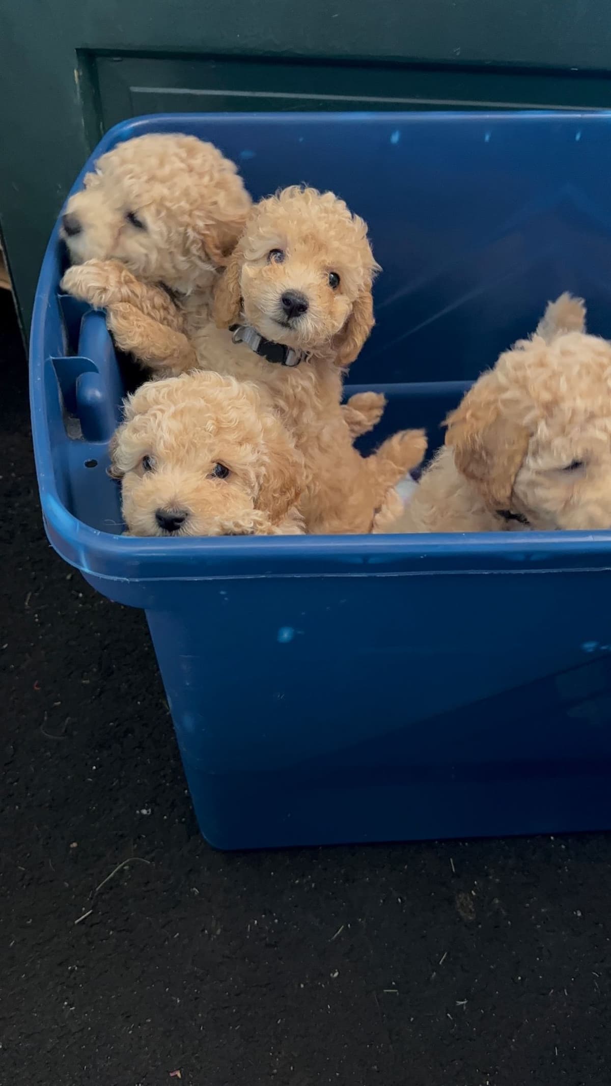 Miniature Poodle Puppies breeder image 7