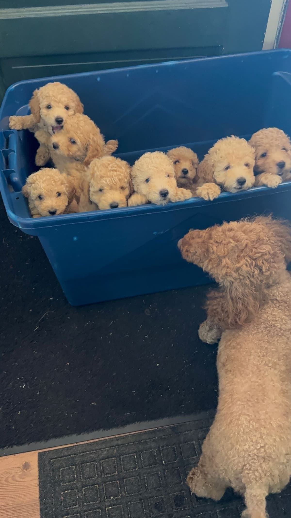 Miniature Poodle Puppies breeder image 12