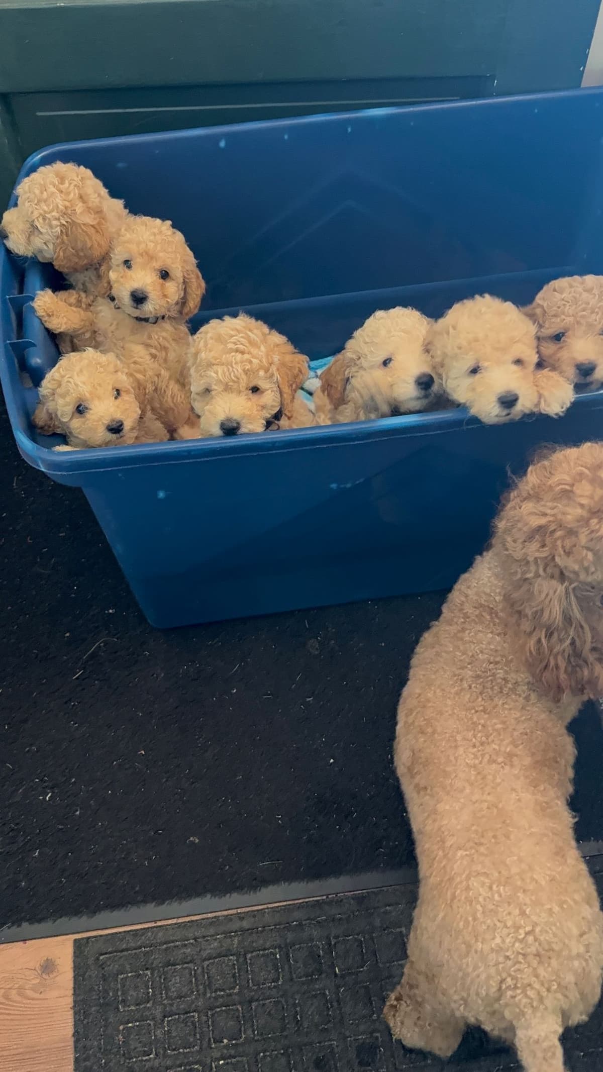 Miniature Poodle Puppies breeder image 13