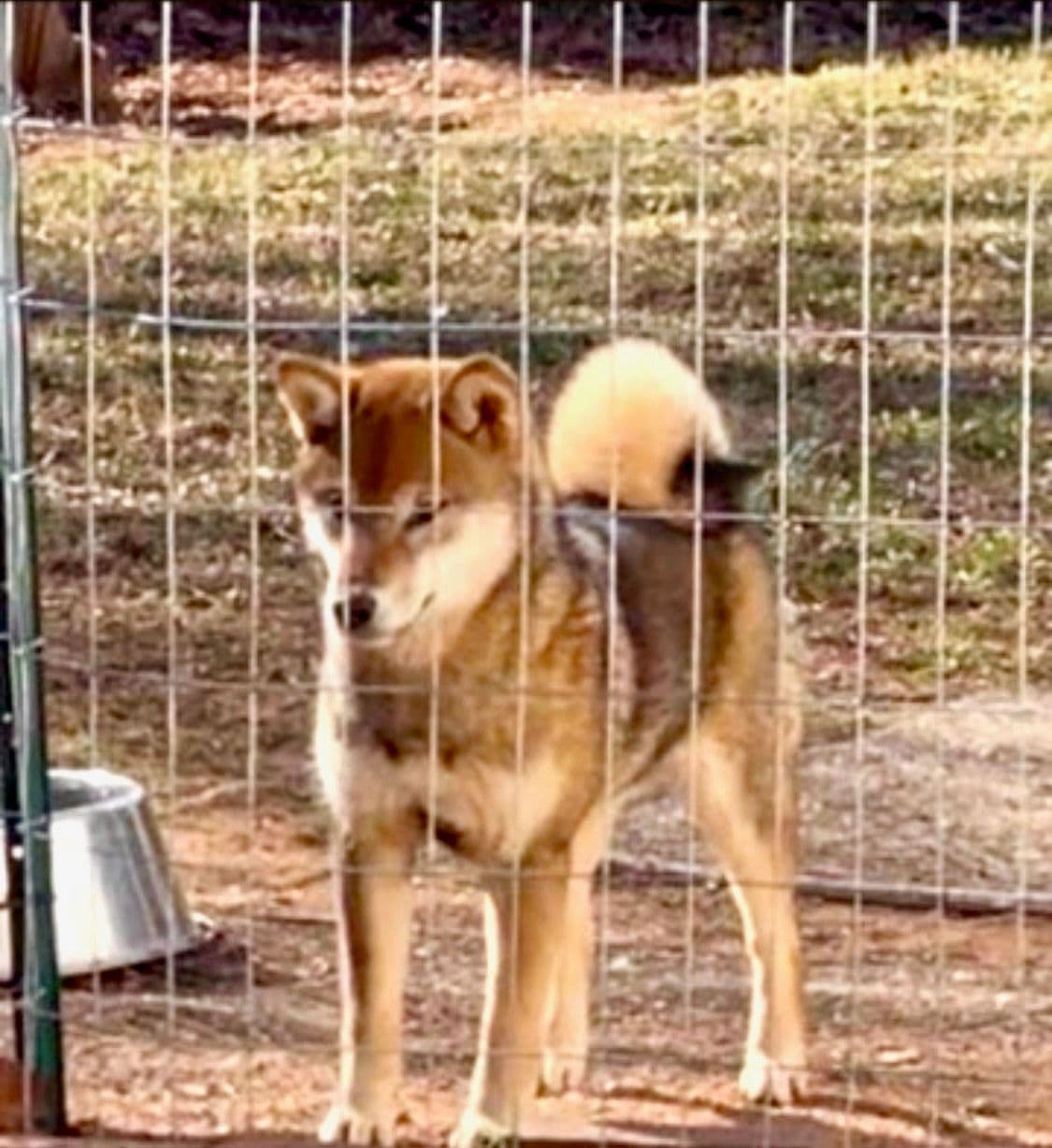 Crescent Moon Shiba breeder image 1