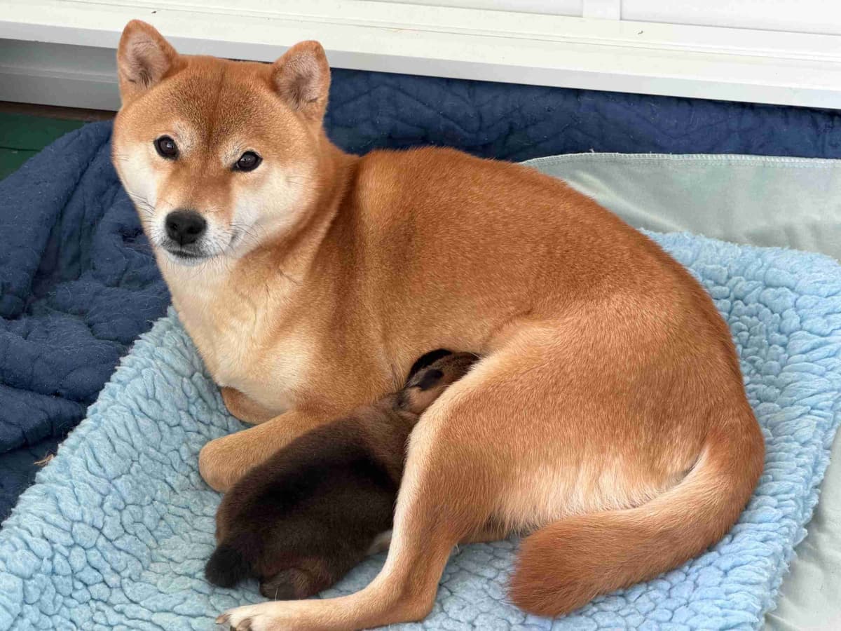 Crescent Moon Shiba breeder image 2