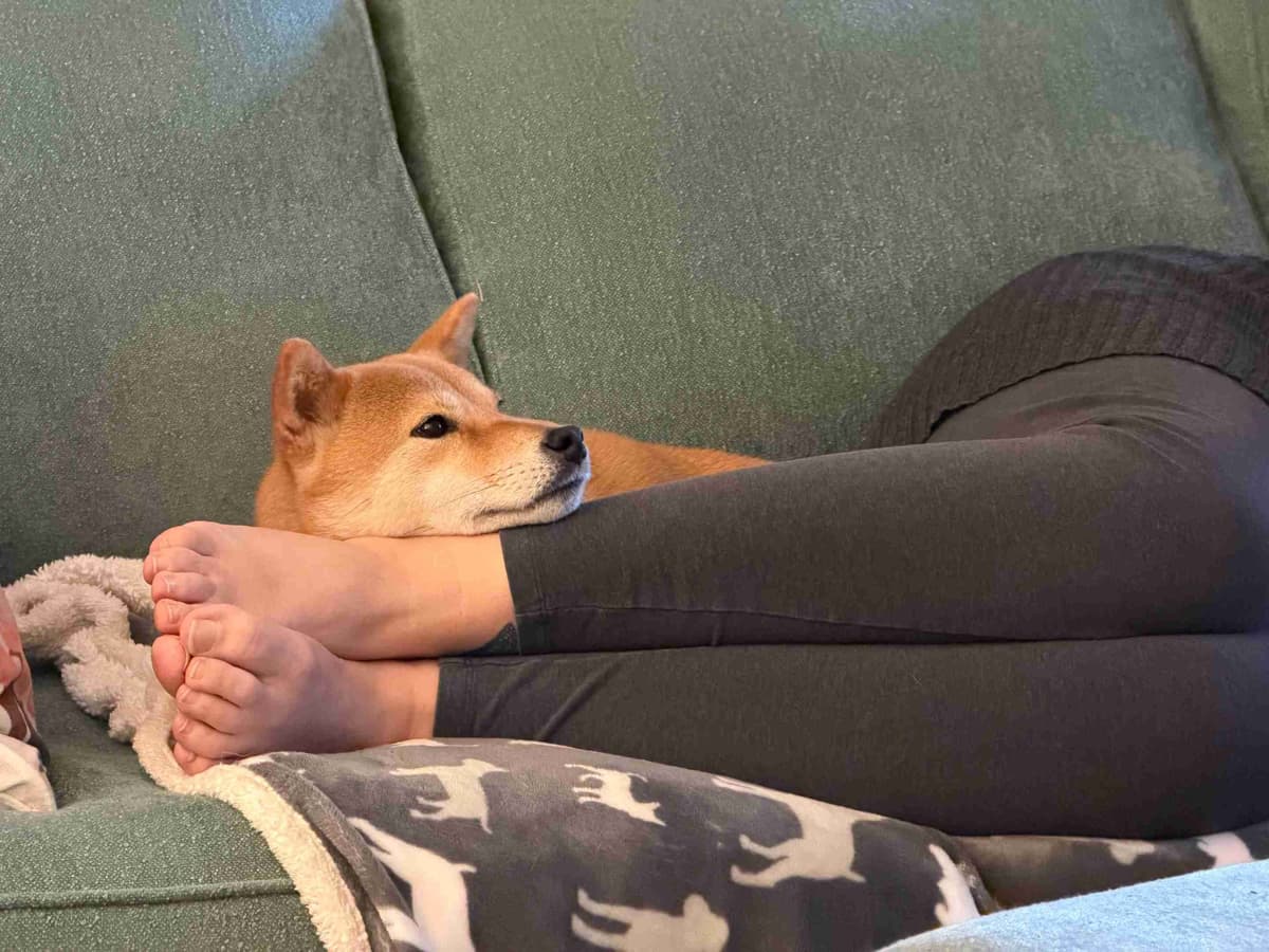 Crescent Moon Shiba breeder image 3